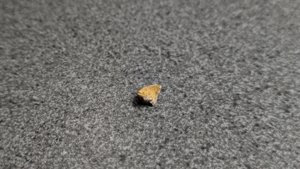 Vertebra, very weathered