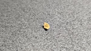 Vertebra, very weathered