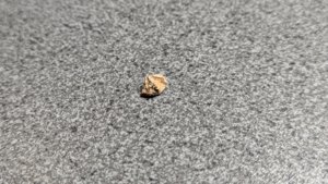 Vertebra, very weathered