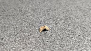 Vertebra, very weathered