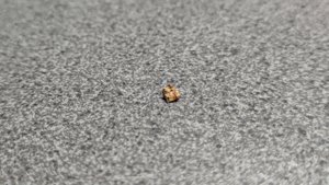 Vertebra, very weathered