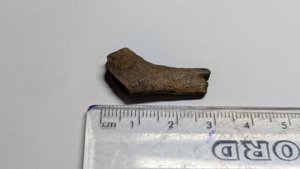 Bone, broken - measurement 2.5-3cm