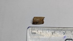 Bone fragment - measurement ~1cm