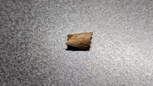 Bone fragment