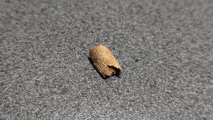 Bone fragment