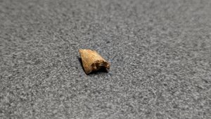 Bone fragment