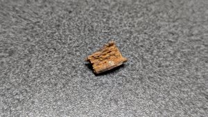 Bone fragment - internal structure visible