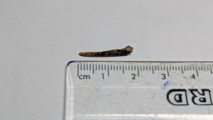 Bone (fish bone?) - measurement ~1.9cm