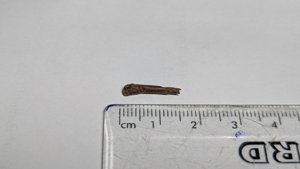 Bone (bird bone?) - measurement ~1.5cm