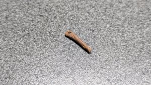 Bone (bird bone?)