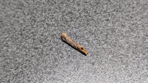 Bone (bird bone?) - hollow interior visible