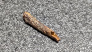 Bone (bird bone?) - hollow interior visible