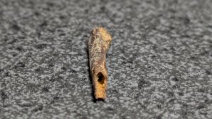 Bone (bird bone?) - hollow interior visible