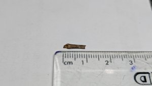 Bone fragment - measurement ~1cm