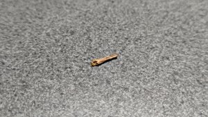 Bone fragment - internal structure visible