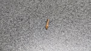 Bone fragment - internal structure visible