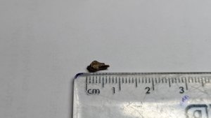 Bone fragment (bird bone?) - measurement ~0.6cm
