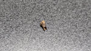 Bone fragment (bird bone?) - hollow interior visible