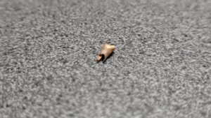 Bone fragment (bird bone?) - hollow interior visible