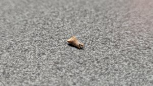 Bone fragment (bird bone?)