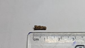 Bone fragment - measurement ~0.9cm