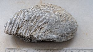 †Siphonodendron, Carboniferous rugose coral (probable S. junceum) - measurement ~11cm