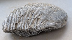 †Siphonodendron - parallel corallites