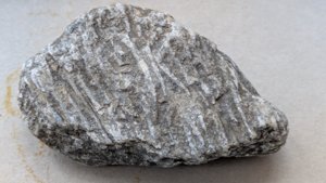 †Siphonodendron - side view