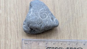 Gastropod - spiral impression - measurement ~2cm