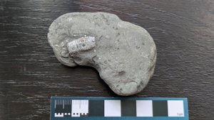 Crinoid stem, Jurassic - measurement ~2cm