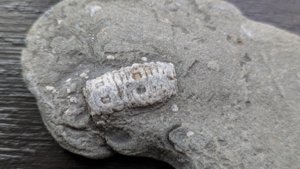 Crinoid stem