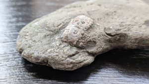 Crinoid stem