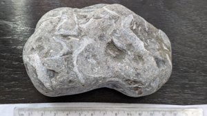 Bivalves - measurement ~12cm