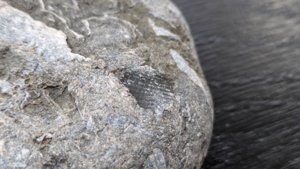 Bivalves - detail