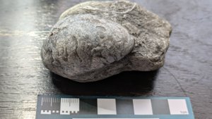 †Gryphaea, Lower Lias - measurement ~5cm