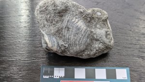 †Cardinia, Lower Lias - measurement ~4-5cm