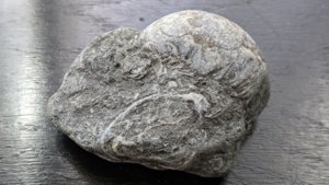†Gryphaea