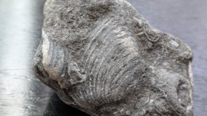 †Cardinia - rib detail