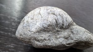 †Gryphaea