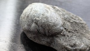 †Gryphaea