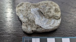 Bivalve - measurement ~4cm