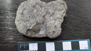 Bivalves - detail