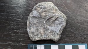Ribbed bivalve - measurement ~3cm
