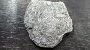 Bivalve - reverse side