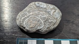 Bivalve impressions - measurement ~5cm