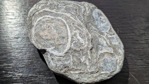 Bivalve impressions